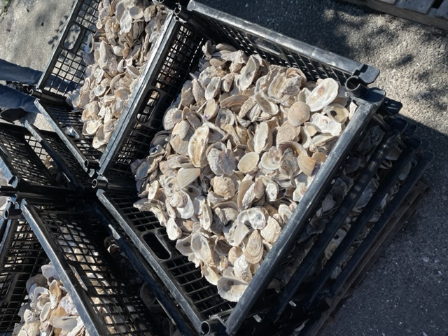 oyster shells at Billion Oyster Project